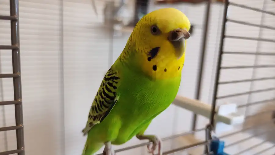 Kiwi the parrot
